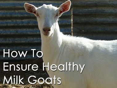 Ensuring your Dairy Goat's Health