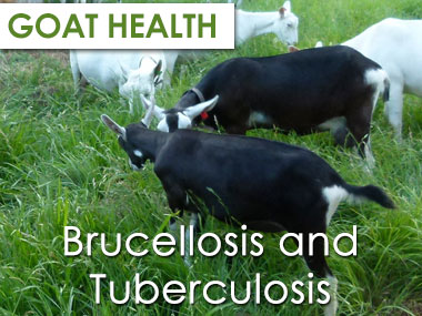 Brucellosis and Tuberculosis