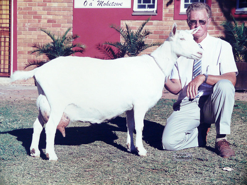 Milk Goats History