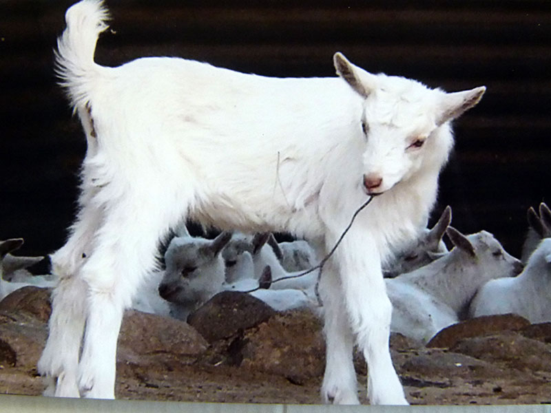 Milk Goats History