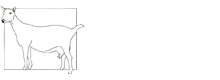 Milk Goat Breeds in South Africa